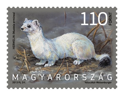 Hermelin_auf_ungarischer_Briefmarke