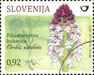 Orchidee Orchis ustulata auf slowenischer Briefmarke