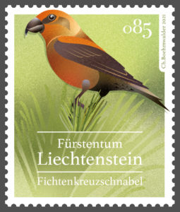 Heimische_Singvoegel_085_Fichtenkreuzschnabel